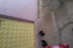 Yetim yoksul ailelere gıda kartı bim kart dağıtımlarimiz devam ediyor