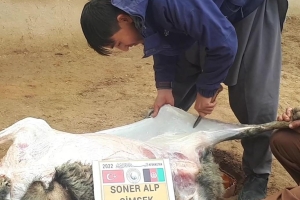 Afganistan cevizcan Türkmen köyleri akika kutban kesimi 2022