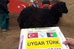 Afganistan Adak kurban kesimi 2022