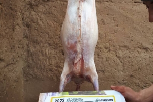 Afganistan Adak kurban kesimi 2022