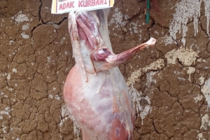 Afrika Nijer cumhuriyeti adak kurban kesim ve dağıtım