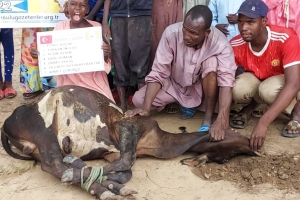 Afrika Benin kurban kesim ve dağıtım organizasyonu Kurban Bayramı Temmuz 2022