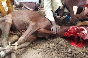 Afrika Benin kurban kesim ve dağıtım organizasyonu Kurban Bayramı Temmuz 2022