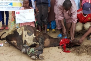 Afrika Benin kurban kesim ve dağıtım organizasyonu Kurban Bayramı Temmuz 2022