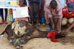 Afrika Benin kurban kesim ve dağıtım organizasyonu Kurban Bayramı Temmuz 2022