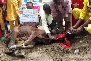 Afrika Benin kurban kesim ve dağıtım organizasyonu Kurban Bayramı Temmuz 2022