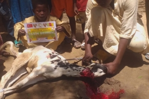 Afrika Çad Vacip Kurban kesimi ve dağıtımı Kurban Bayramı Temmuz 2022