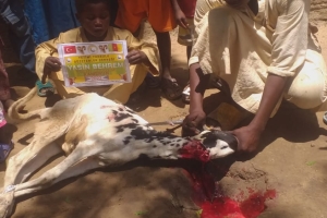 Afrika Çad Vacip Kurban kesimi ve dağıtımı Kurban Bayramı Temmuz 2022