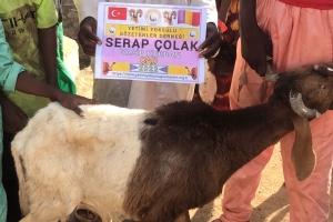 Afrika Çad Vacip Kurban kesimi ve dağıtımı Kurban Bayramı Temmuz 2022