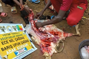 Afrika BENİN Adak kurban kesimi Eylül 2022 Yetimi yoksulu gozetenler derneği 