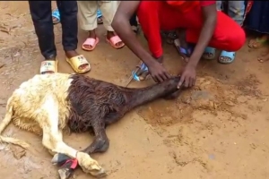 Afrika BENİN Adak kurban kesimi Eylül 2022 Yetimi yoksulu gozetenler derneği 