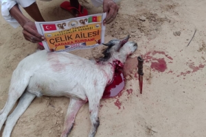 Kurban kesimlerimiz devam ediyor Bugün Afrika Kamerunda yetim ve yoksul ailelere dağıtıldı 2022 Eylül 