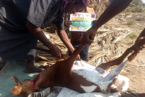 Afrika Madagaskar ülkesinde yetim ve yoksul aileler için akika kurbanı kestirip evlerinde ziyaret ederek etlerin dağıtımını yaptık