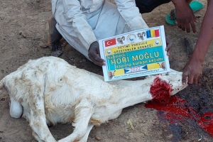 Afrika Çad bölgesinde kurban kesilip yetim ve yoksul ailelere dağıtıldı Kasım 2022
