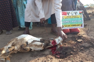 Afrika Uganda Adak kurbanı kesimi Aralık 2022 