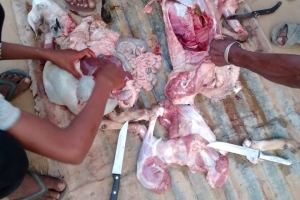 2023 yılı ilk kurban kesimini Afrika Madagaskar ülkesinde kestik