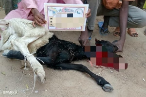 Afrika Kamerun şükür kurbanı kesim organizasyonu