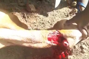 Afrika Uganda Adak kurban