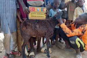 Afrika Kamerun Adak kurbanı