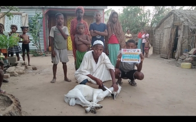 Afrika madagaskar adak kurban kesimi 