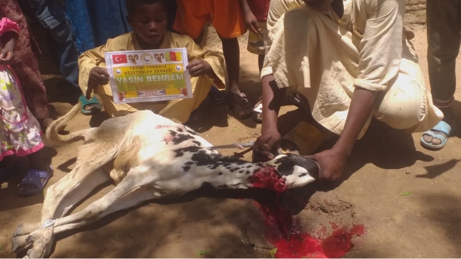 Afrika Çad Vacip Kurban kesimi ve dağıtımı Kurban Bayramı Temmuz 2022