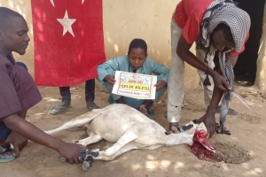 Afrika Benin'de Sadaka kurban kesip yoksul ailelere dağıttık
