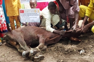 Afrika Benin kurban kesim ve dağıtım organizasyonu Kurban Bayramı Temmuz 2022
