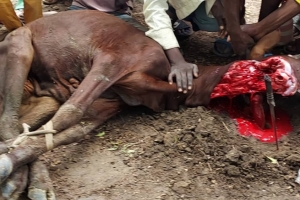 Afrika Benin kurban kesim ve dağıtım organizasyonu Kurban Bayramı Temmuz 2022