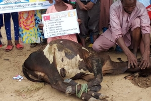 Afrika Benin kurban kesim ve dağıtım organizasyonu Kurban Bayramı Temmuz 2022