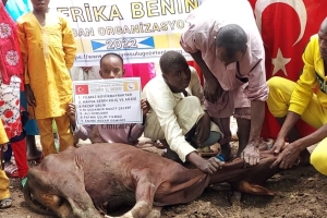 Afrika Benin kurban kesim ve dağıtım organizasyonu Kurban Bayramı Temmuz 2022