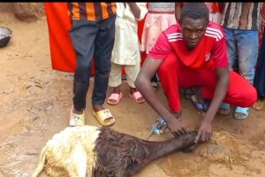 Afrika BENİN Adak kurban kesimi Eylül 2022 Yetimi yoksulu gozetenler derneği 