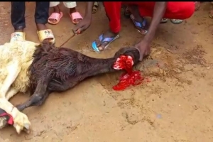 Afrika BENİN Adak kurban kesimi Eylül 2022 Yetimi yoksulu gozetenler derneği 