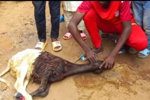 Afrika BENİN Adak kurban kesimi Eylül 2022 Yetimi yoksulu gozetenler derneği 