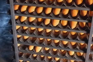 Afrika BENİN'DE yetim yoksul ailelere Ekmek Dağıtımı yapıldı Eylül 2022