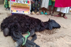 Afrika Kamerun Adak kurbani kesilip yetim yoksul ailelere dağıtıldı Eylül 2022