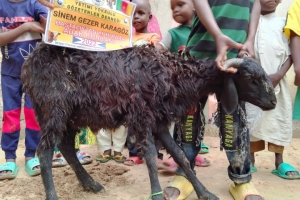Afrika Kamerun Adak kurbani kesilip yetim yoksul ailelere dağıtıldı Eylül 2022