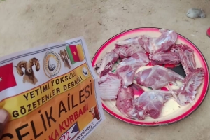 Kurban kesimlerimiz devam ediyor Bugün Afrika Kamerunda yetim ve yoksul ailelere dağıtıldı 2022 Eylül 