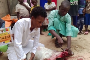 Kurban kesimlerimiz devam ediyor Bugün Afrika Kamerunda yetim ve yoksul ailelere dağıtıldı 2022 Eylül 