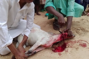 Kurban kesimlerimiz devam ediyor Bugün Afrika Kamerunda yetim ve yoksul ailelere dağıtıldı 2022 Eylül 