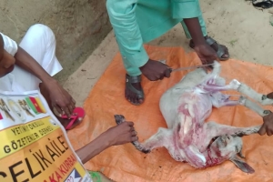 Kurban kesimlerimiz devam ediyor Bugün Afrika Kamerunda yetim ve yoksul ailelere dağıtıldı 2022 Eylül 