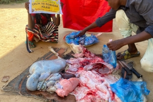 Afrika Kamerun bölgesinde Şükür kurbanı kesip yetim ve yoksul ailelere dağıtıldı Yetimi yoksulu gozetenler derneği Eylül 2022