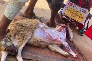 Afrika Kamerun bölgesinde Şükür kurbanı kesip yetim ve yoksul ailelere dağıtıldı Yetimi yoksulu gozetenler derneği Eylül 2022