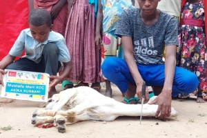 Afrika Kamerun'da Akika kurbanı kesimi yapıldı Eylül 2022 Yetimi Yoksulu Gözetenler Dermegi 