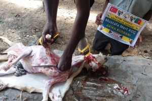 Afrika Kamerun'da Akika kurbanı kesimi yapıldı Eylül 2022 Yetimi Yoksulu Gözetenler Dermegi 