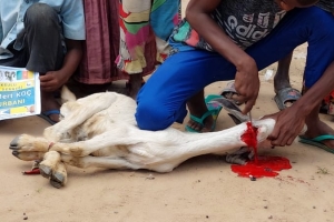 Afrika Kamerun'da Akika kurbanı kesimi yapıldı Eylül 2022 Yetimi Yoksulu Gözetenler Dermegi 