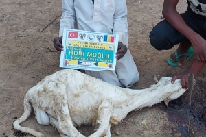 Afrika Çad bölgesinde kurban kesilip yetim ve yoksul ailelere dağıtıldı Kasım 2022