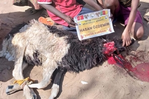 Afrika Kamerun şükür kurbanı kesin ve dağıtımı yapıldı