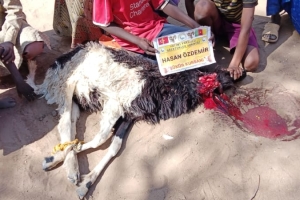 Afrika Kamerun şükür kurbanı kesin ve dağıtımı yapıldı