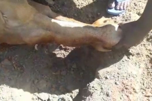 Afrika Uganda Adak kurban