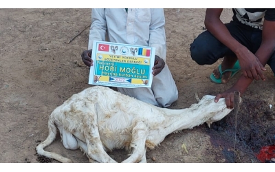 Afrika Çad bölgesinde kurban kesilip yetim ve yoksul ailelere dağıtıldı Kasım 2022